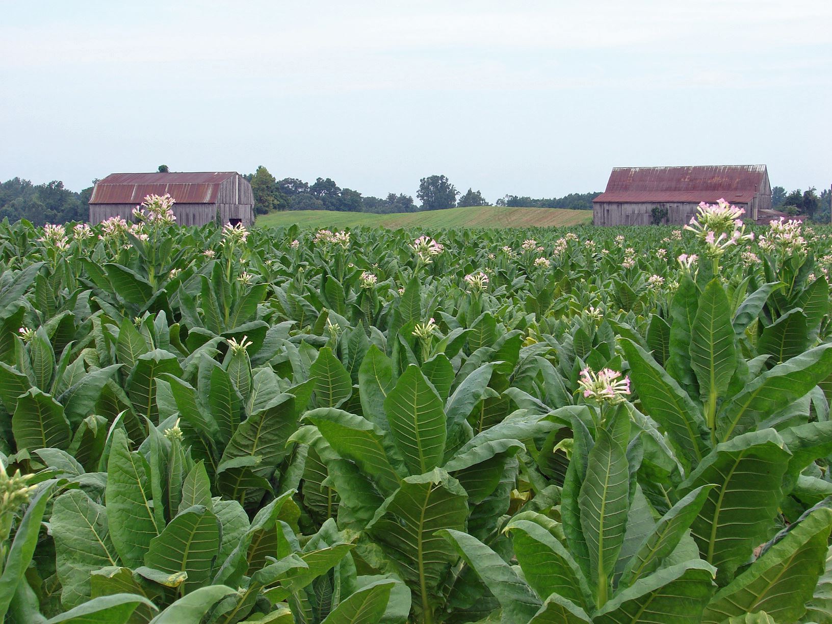 Tobacco Field