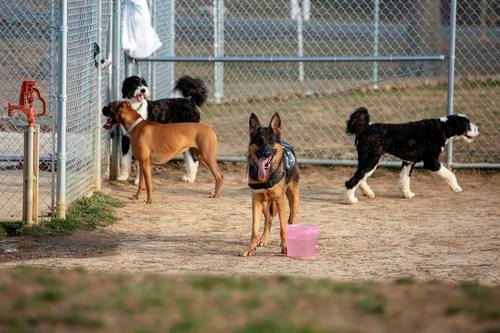 Cove Point Park Dog Park