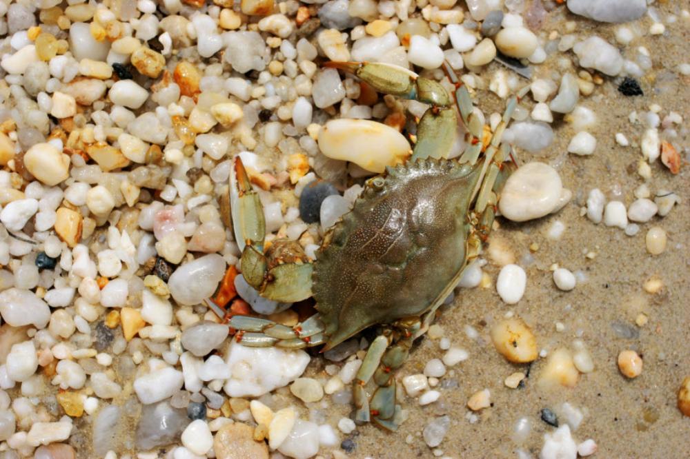 Crab on the beach