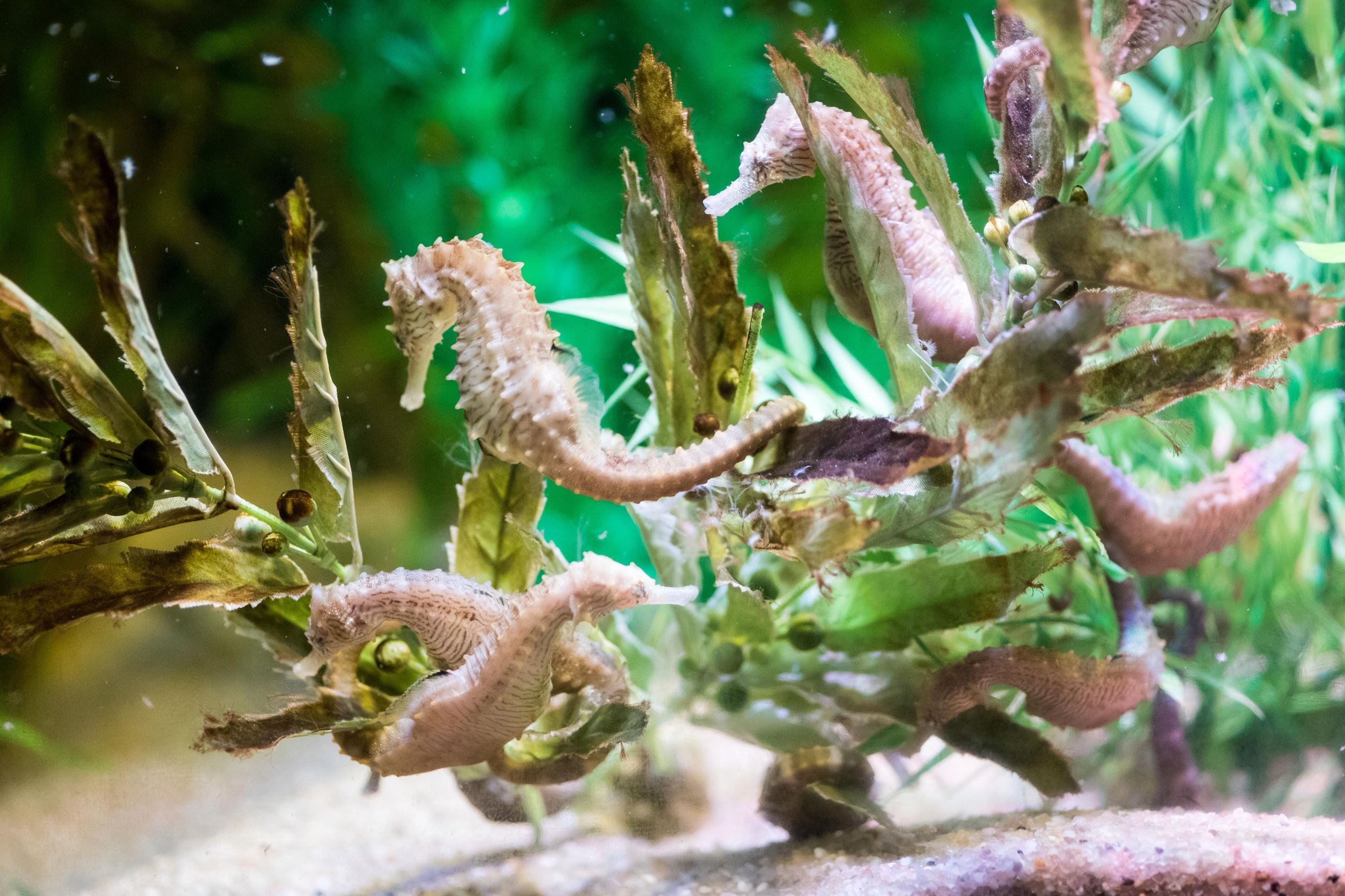 Seahorses at Calvert Marine Museum