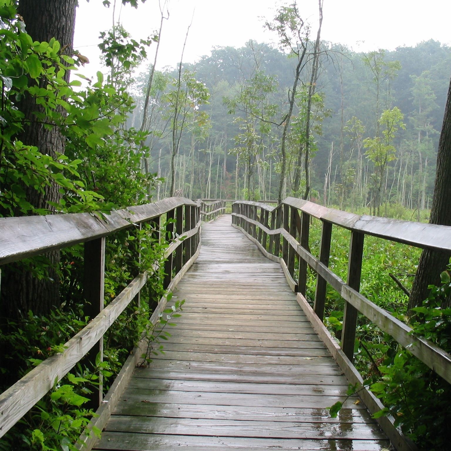 Calvert Cliffs boardwalk trail