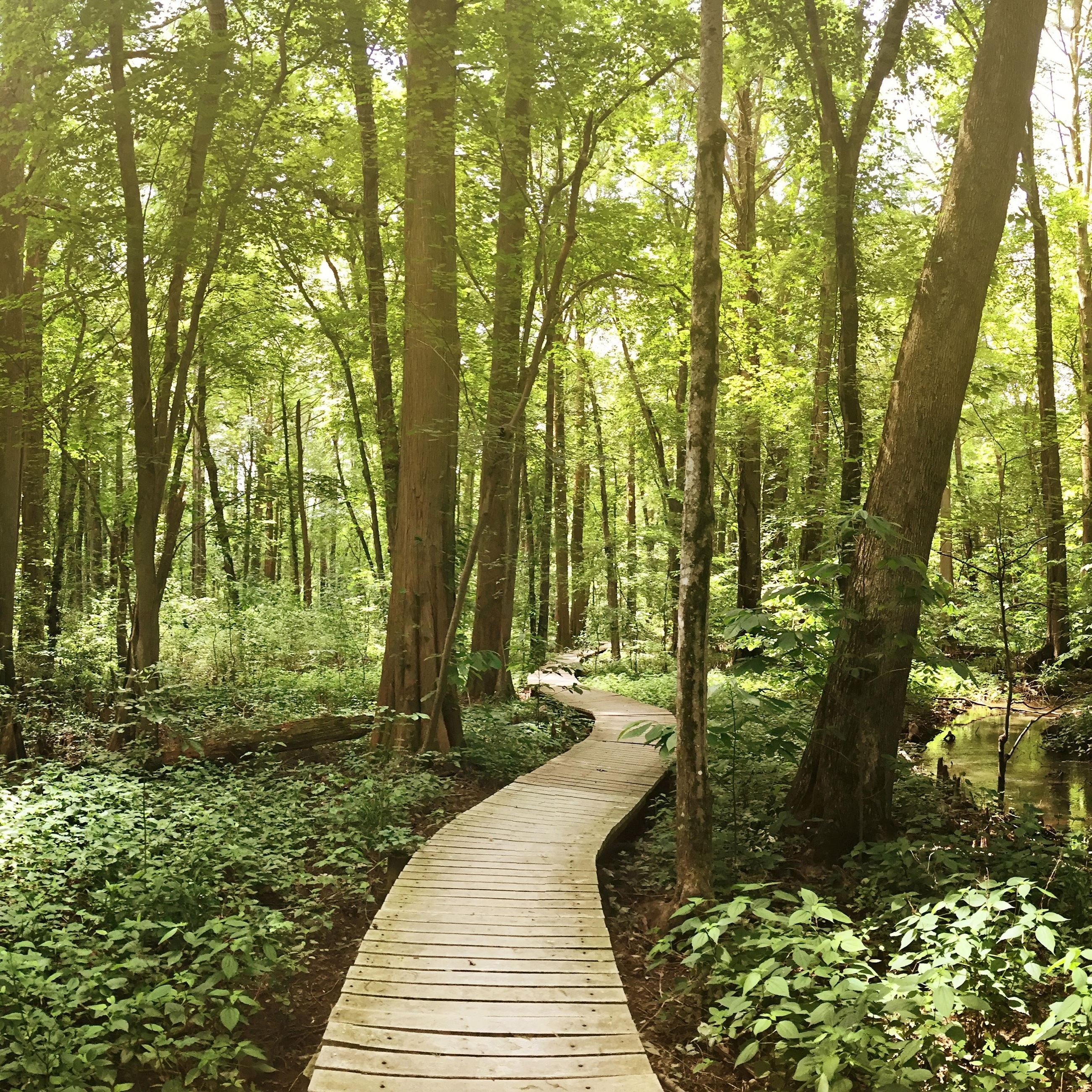 Battle Creek boardwalk trail through cypress trees