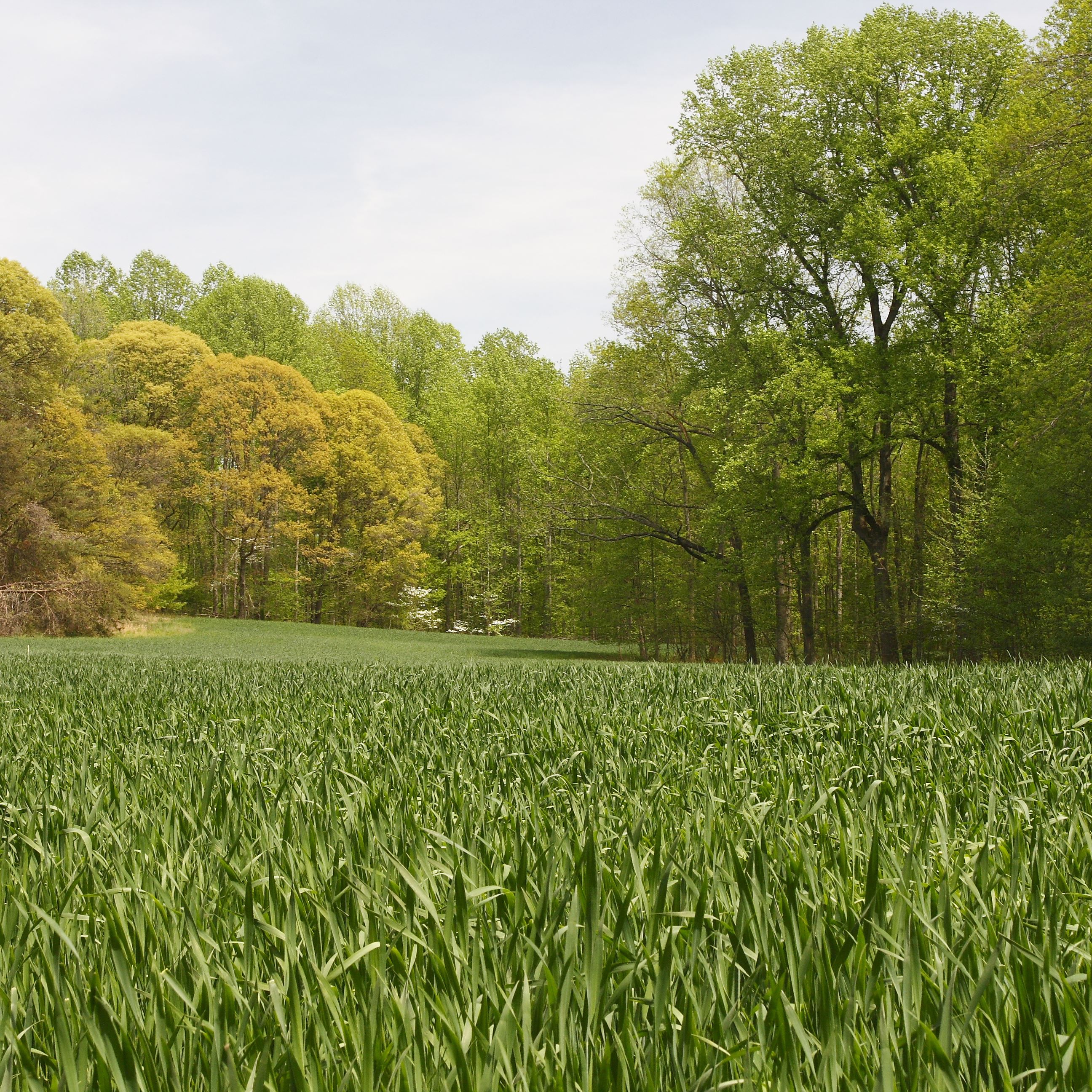 Open field at Biscoe Gray Heritage Farm