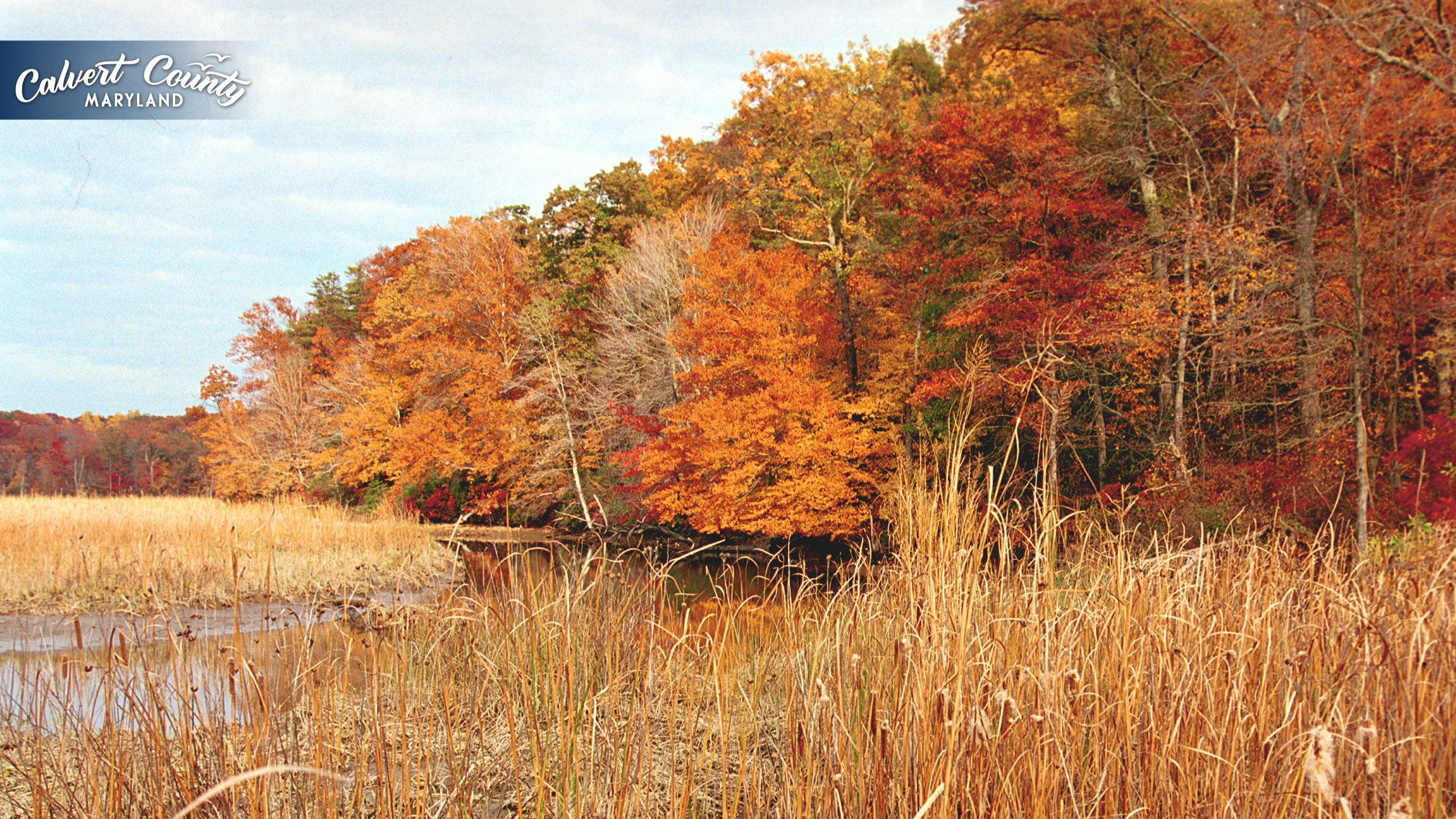 Kings Landing Fall Trees