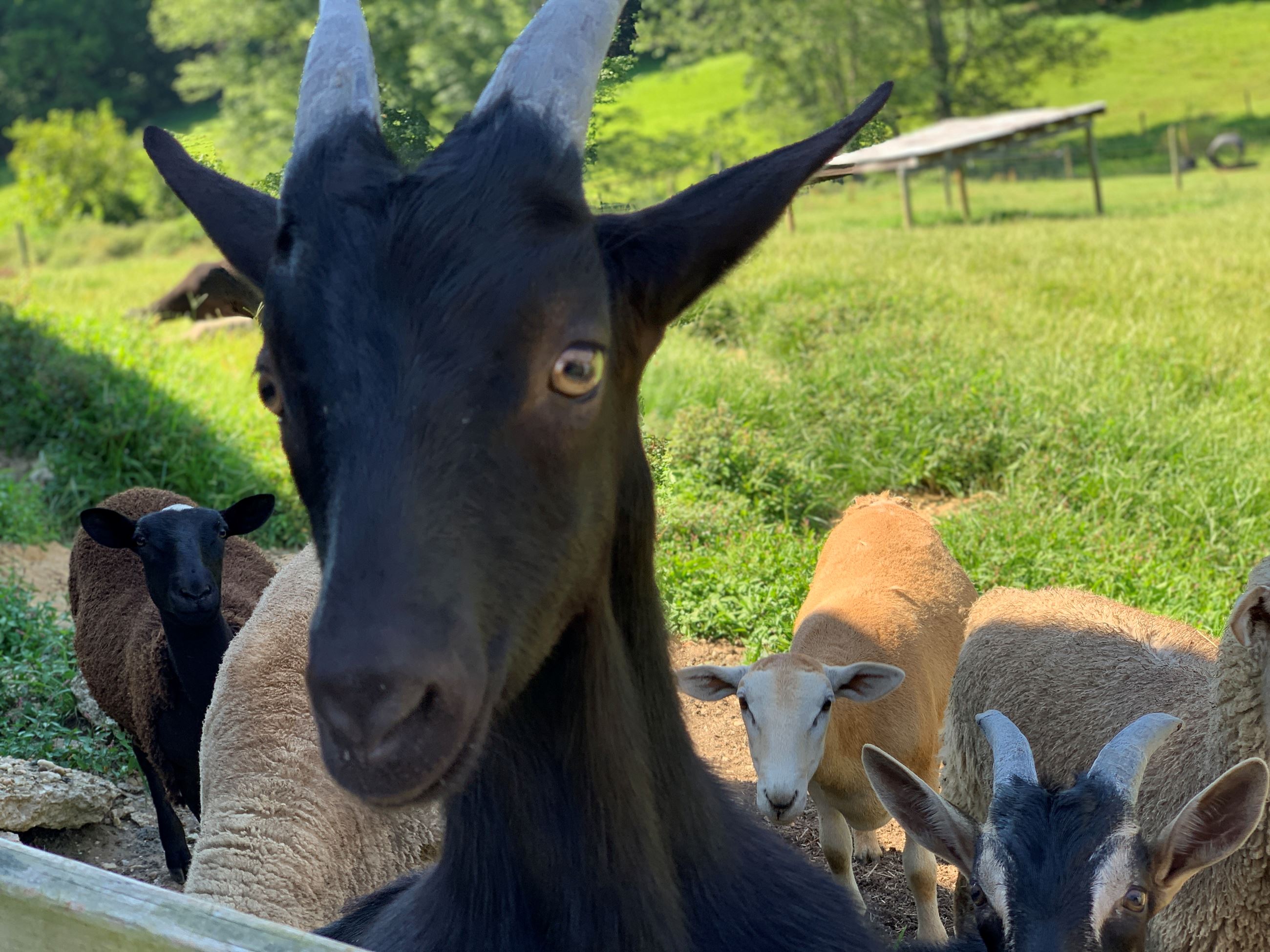 Black goat with horns close to the camera standing against the fence with goats behind him