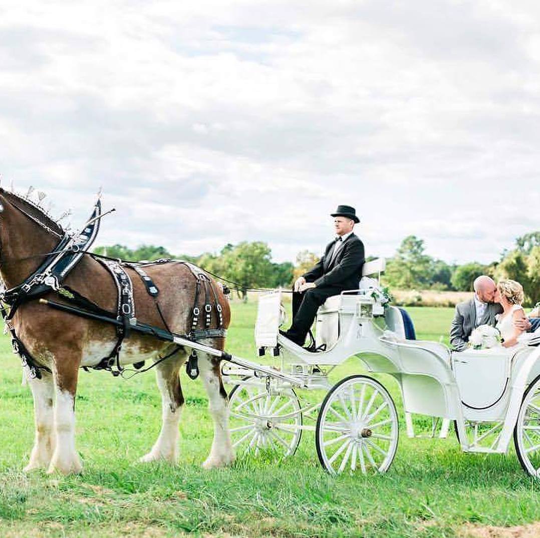 Bride and groom in a horse drawn carriage