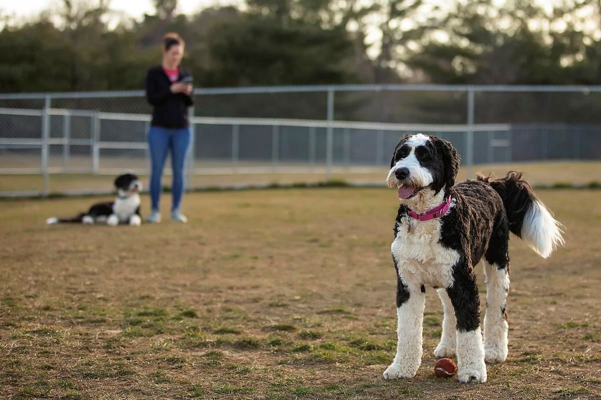 Dog Park at Cove Point Park