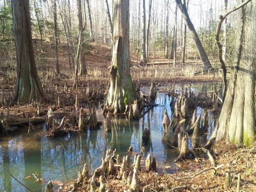 Cypress Tree Roots in Winter