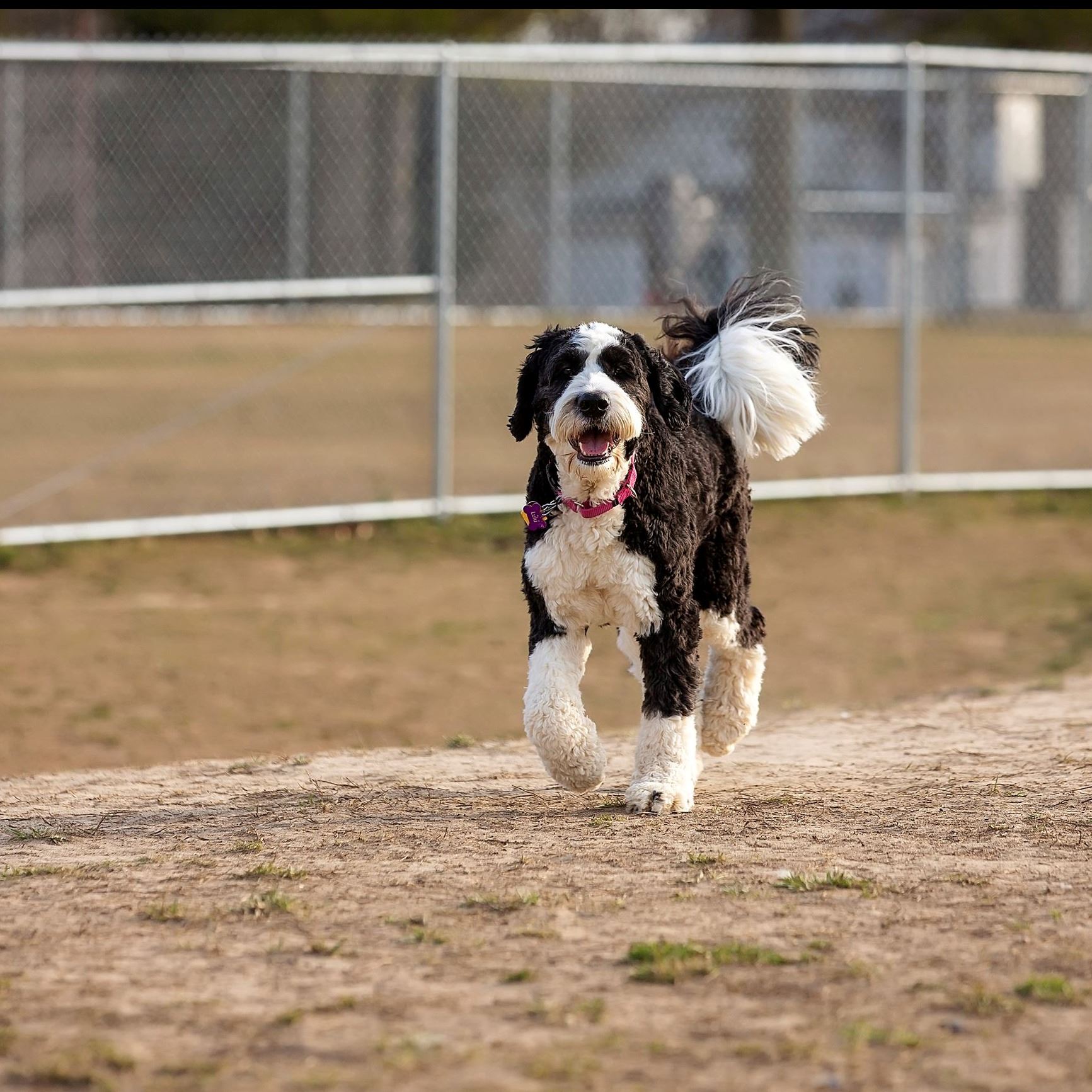 Dog in a pen at a dog park