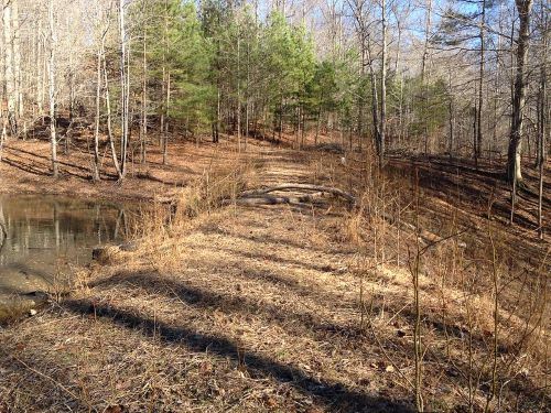 Pine trees on rise at Hughes Tree Farm